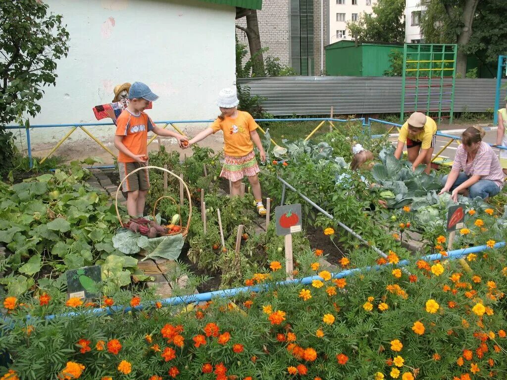 Работают ли сады летом. Огород в детском саду. Лето огород. Детский огород в детском саду. Огород урожай.