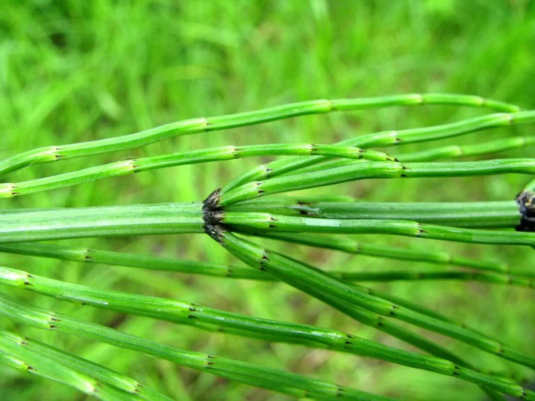 Хвощ пол. Хвощ полевой. хвощ (equisetum). стебель хвоща полевого. пестики хвоща полевого.