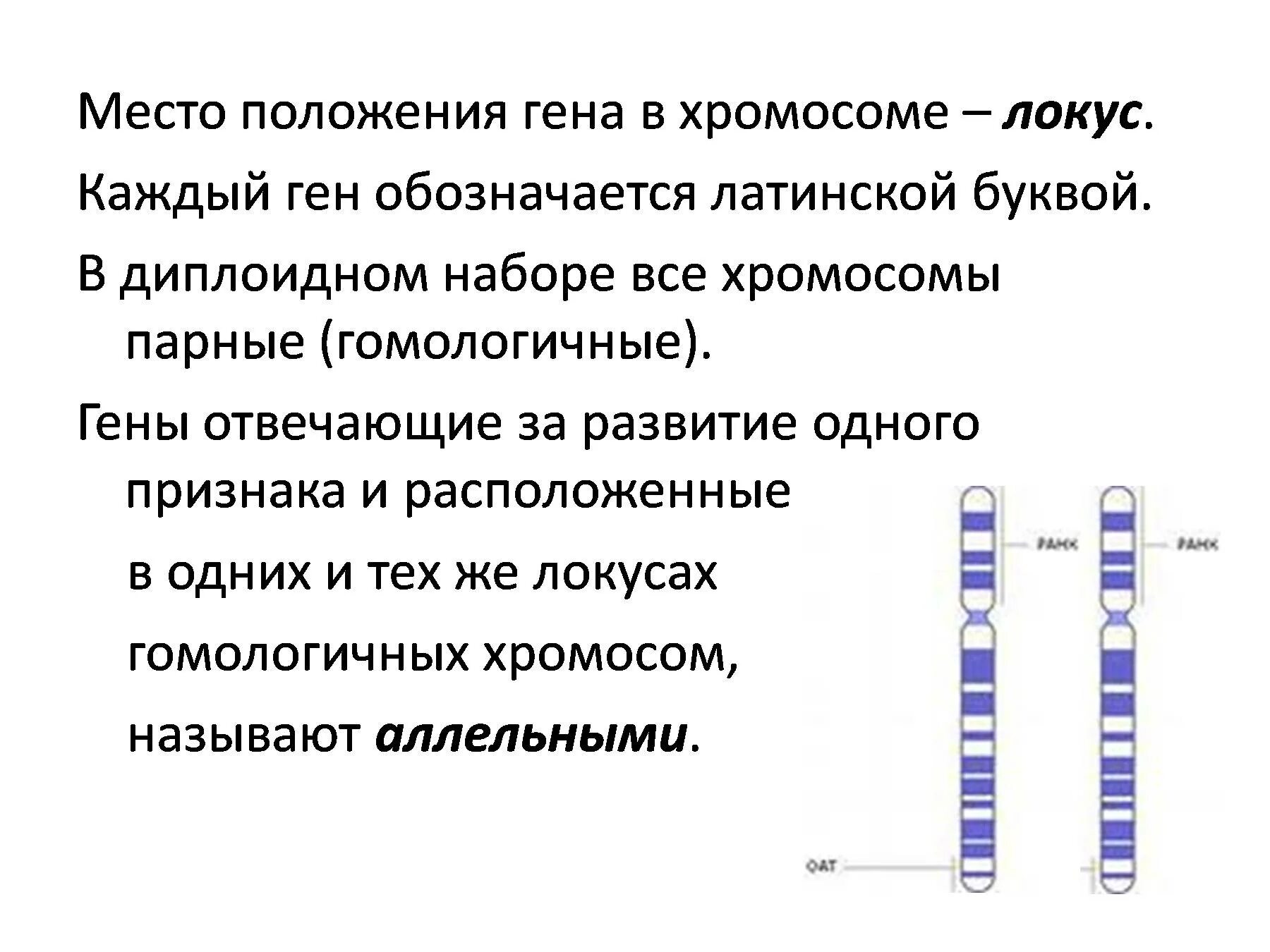 Местоположение гена в хромосоме