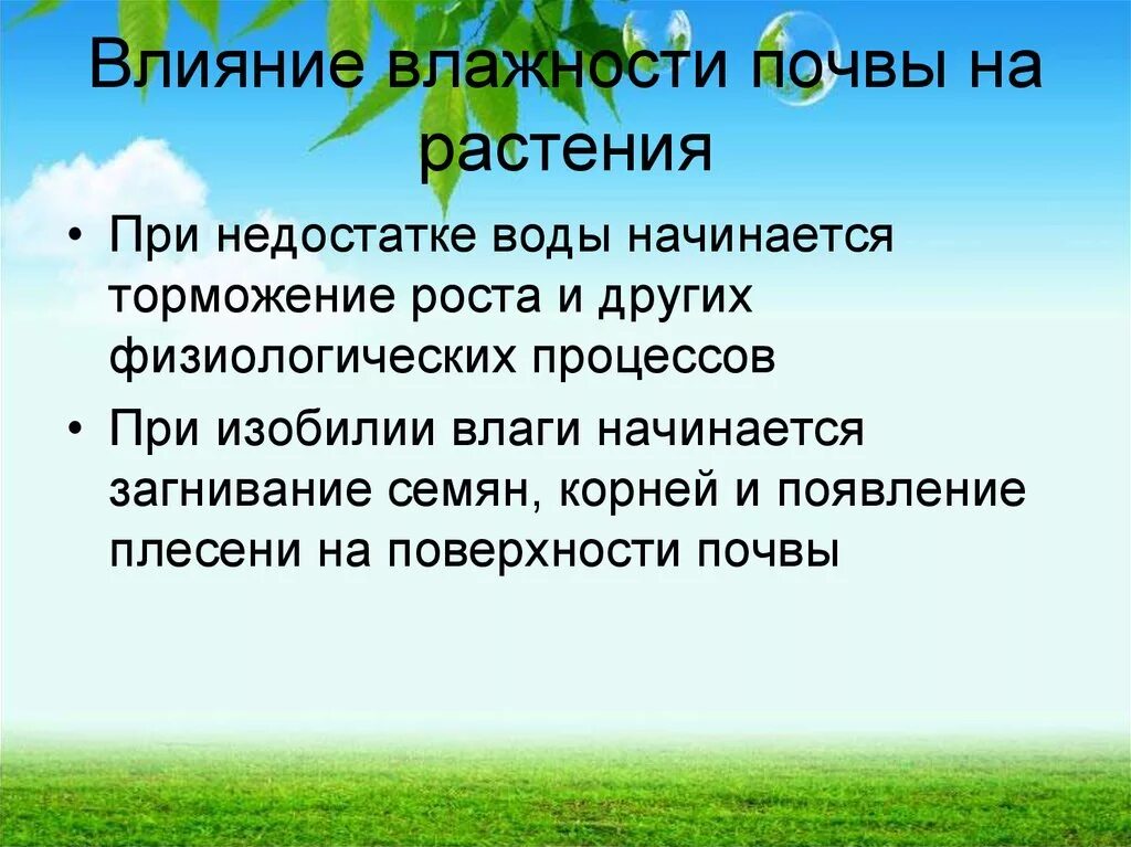 Влияние влажности на растения. Влияние влажности почвы на растения. Как влажность влияет на растения. Влияние влажности воздуха на растения.