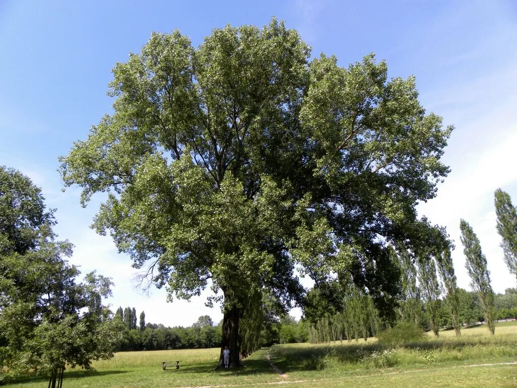 Трио тополя. Тополь черный осокорь. Черный Тополь-осокорь-дерево. Черный Тополь дерево. Тополь черный (Populus nigra).