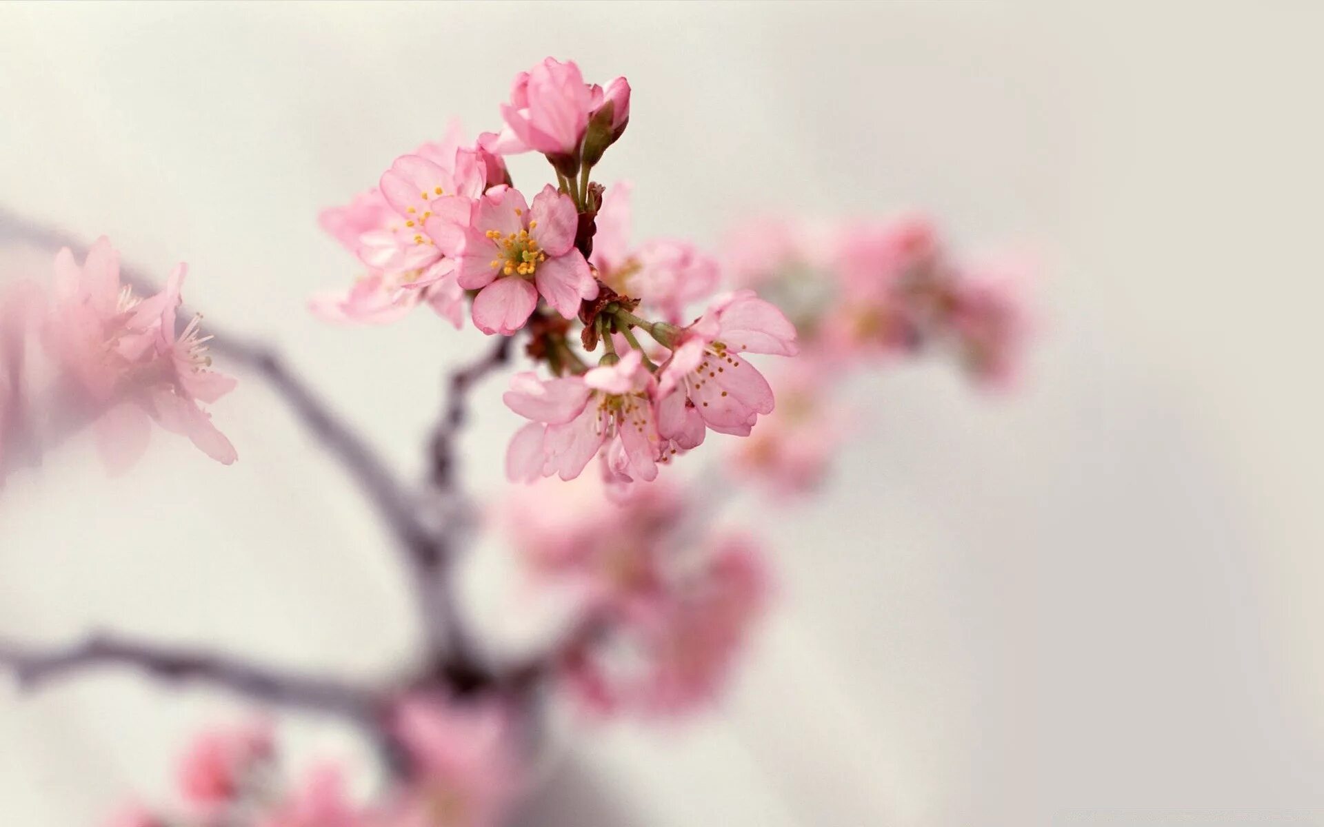 Нежные весенние цветы. Нежный цветок. Веточка Сакуры. Бледно розовые цветы. Цвет розовая сакура