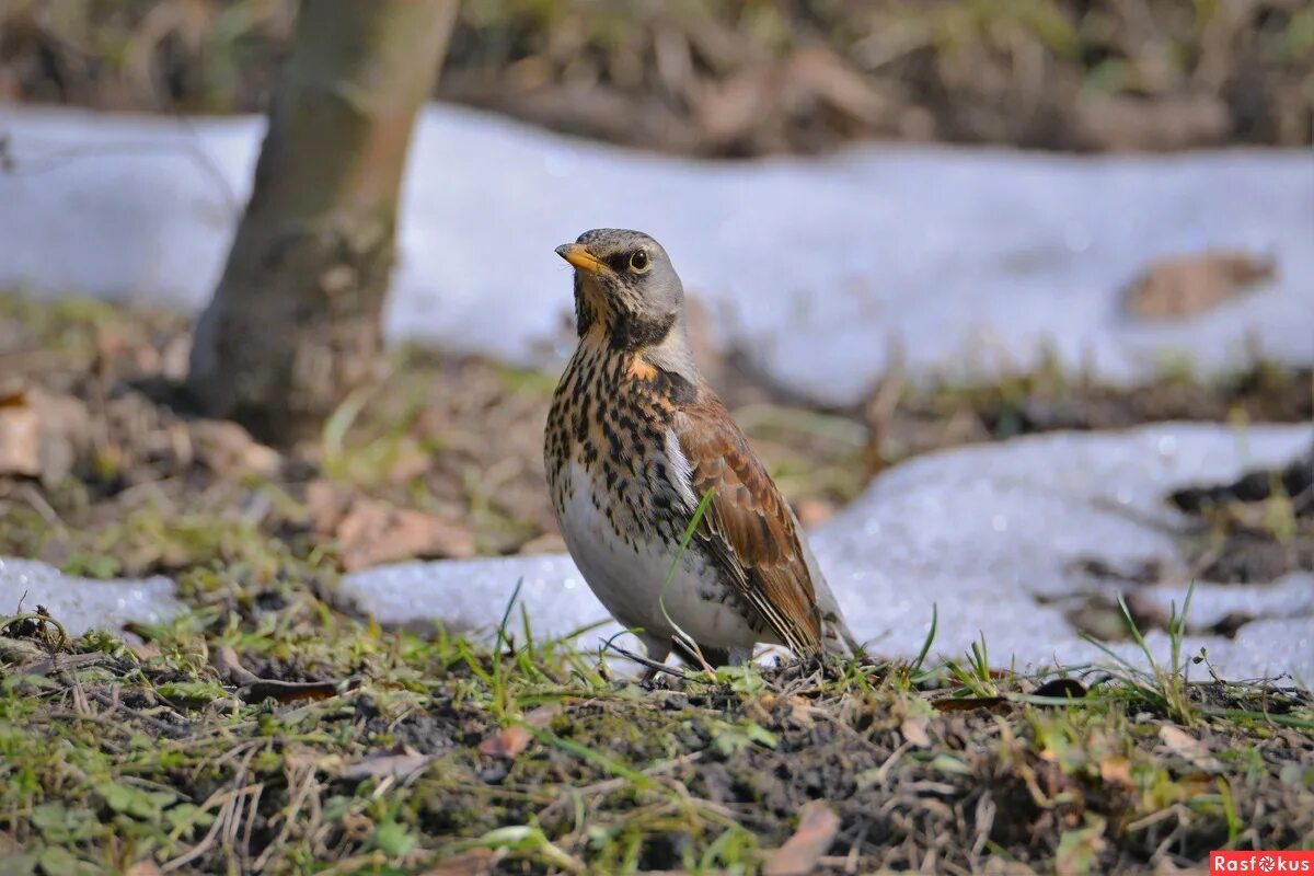 птица усадьба. птицы коломенского. птицы борисовских прудов. птицы коломенского парка фото. птицы подмосковья картинки.