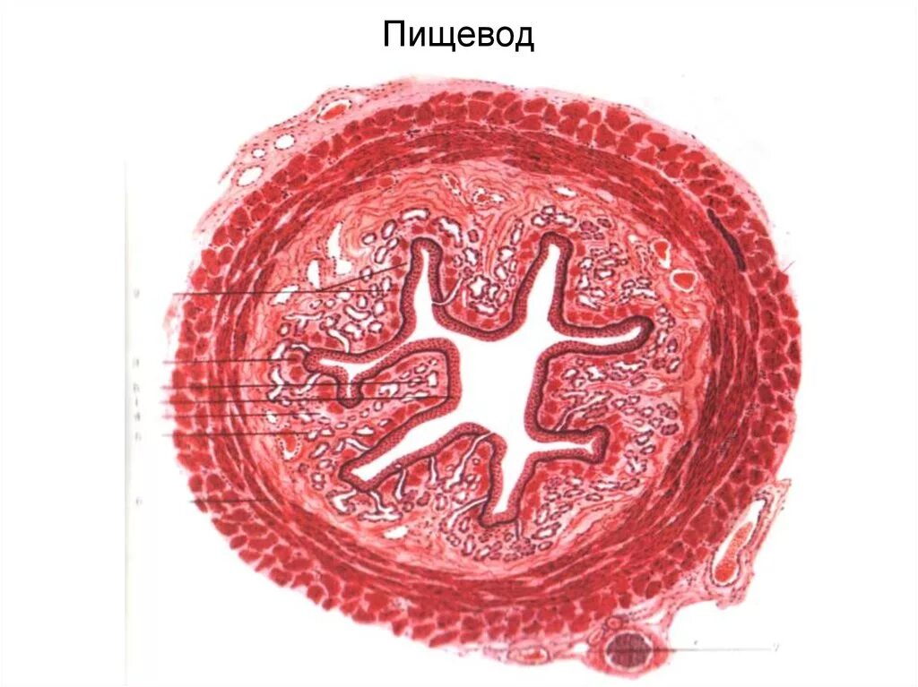 Поперечный срез пищевода гистология. Препарат пищевод поперечный срез. Поперечный срез пищевода гистология препарат. Пищевод гистология препарат. Клетки пищевода