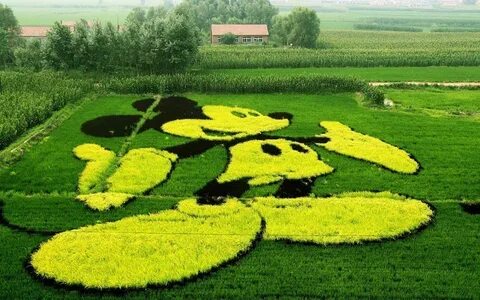 Поле привлечения