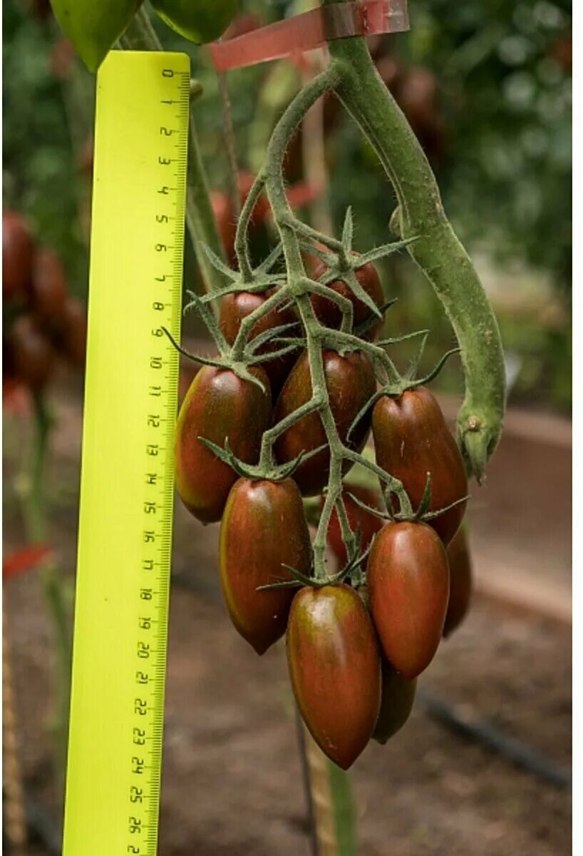 методы моногибридного скрещивания. гибрид это в генетике. гибриды f1 f2. грегор мендель опыты скрещивания. сладкая девочка помидоры.