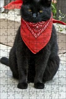 Кошка нося