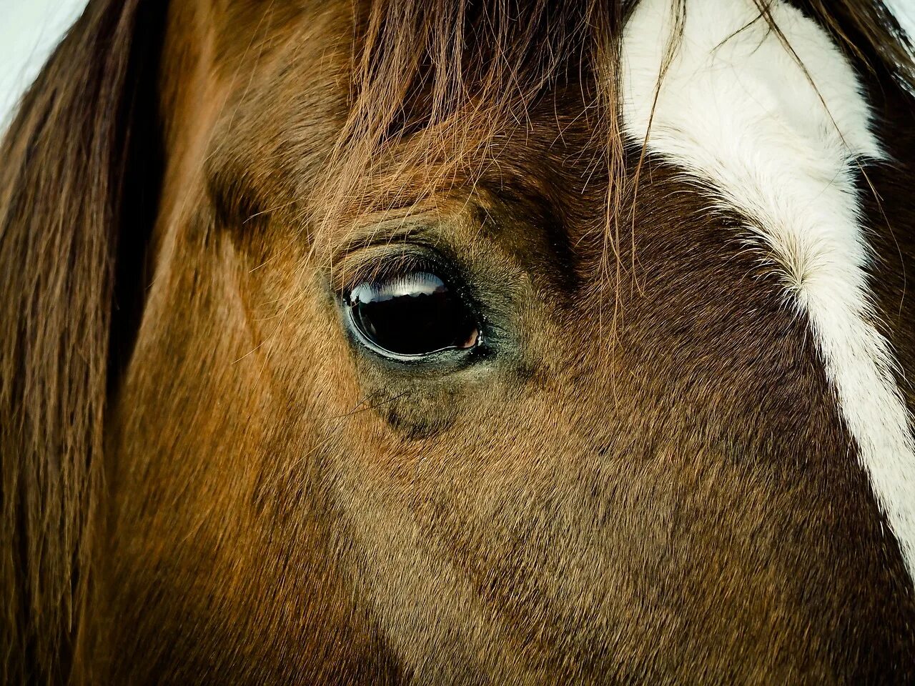 Лошадь анфас. Лицо лошади. Обои лошади. Морда лошади. Horse face.