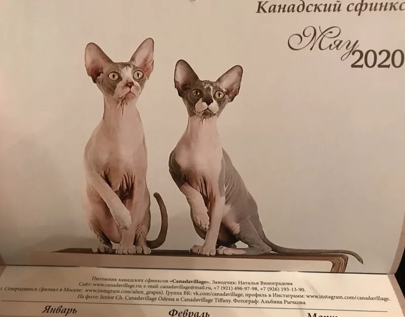 Сфинксы у академии художеств в санкт-петербурге. Календари сфинксы. Египетский мост в санкт-петербурге. Календари сфинксы. Египетский мост в санкт-петербурге статуи.