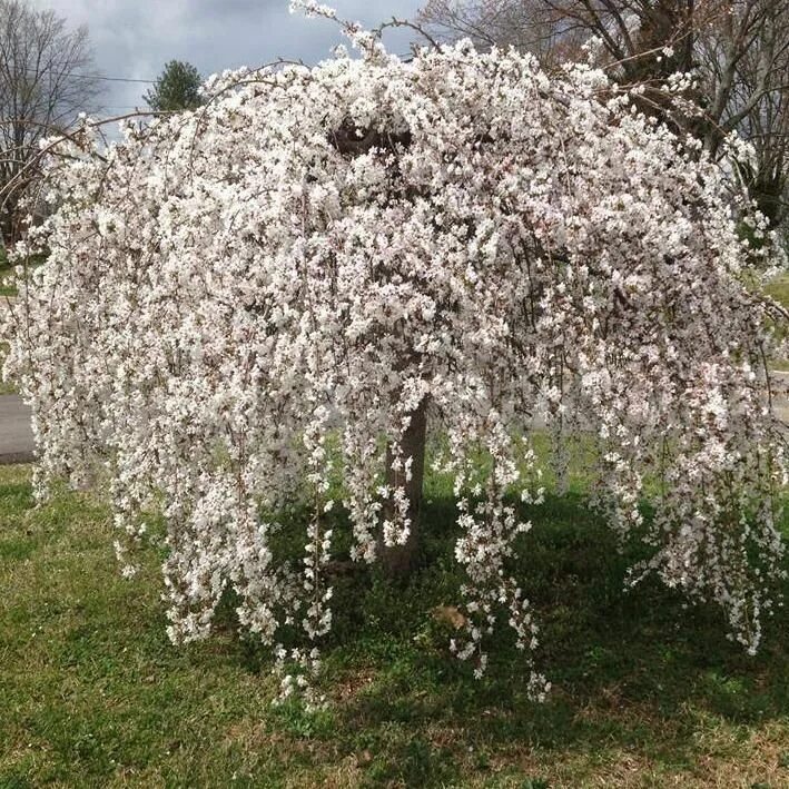 Плакучая вишня фото How to Grow the Dwarf Weeping Cherry Tree Favorite trees and shrubs Dwarf cherry