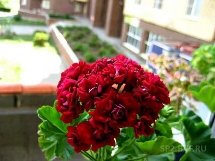 Рамблер пеларгония