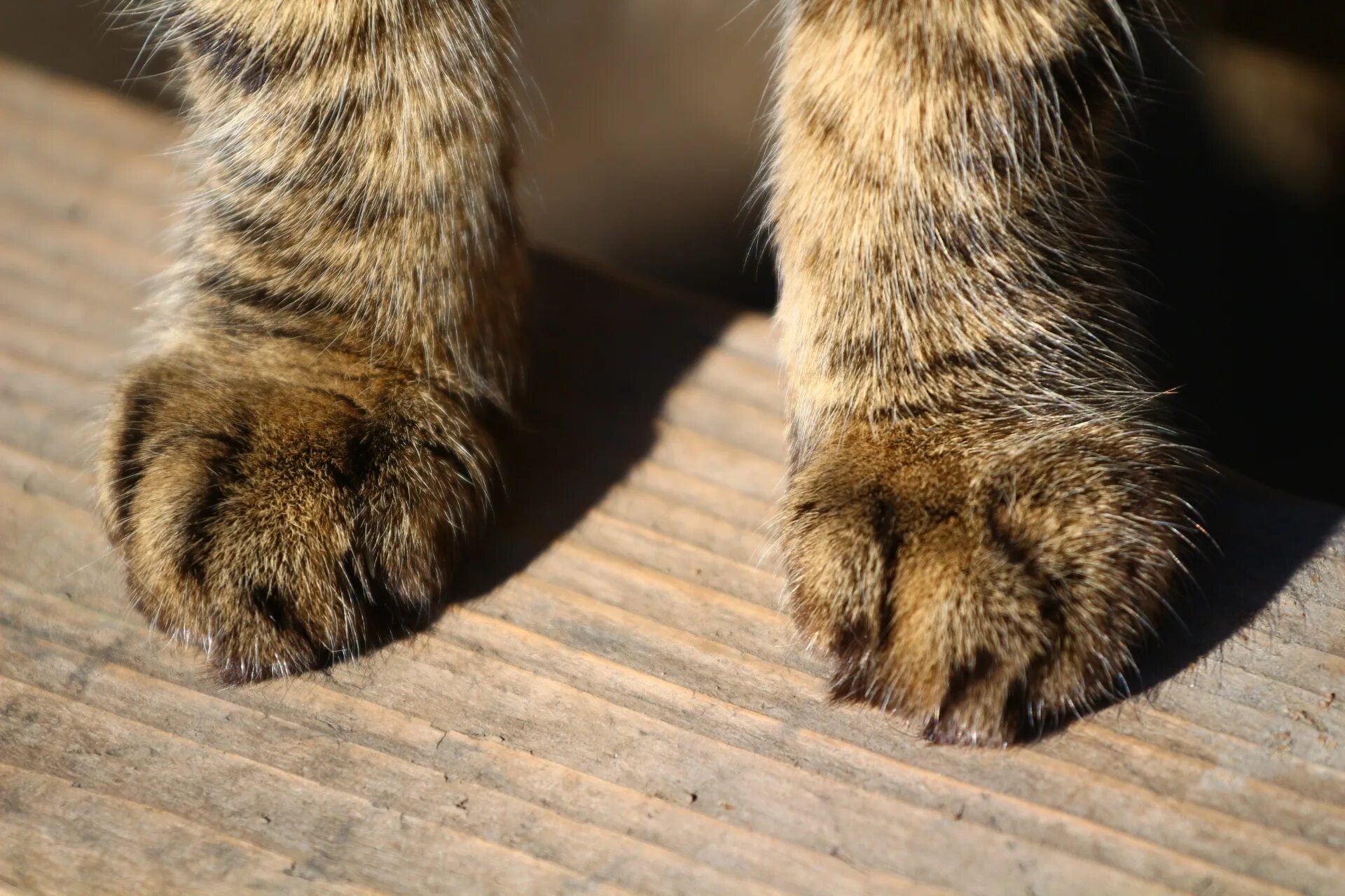 Что значит кот лапы. Лапа кота. кошачья лапка. пятки кота. картинки с лапками котиков.