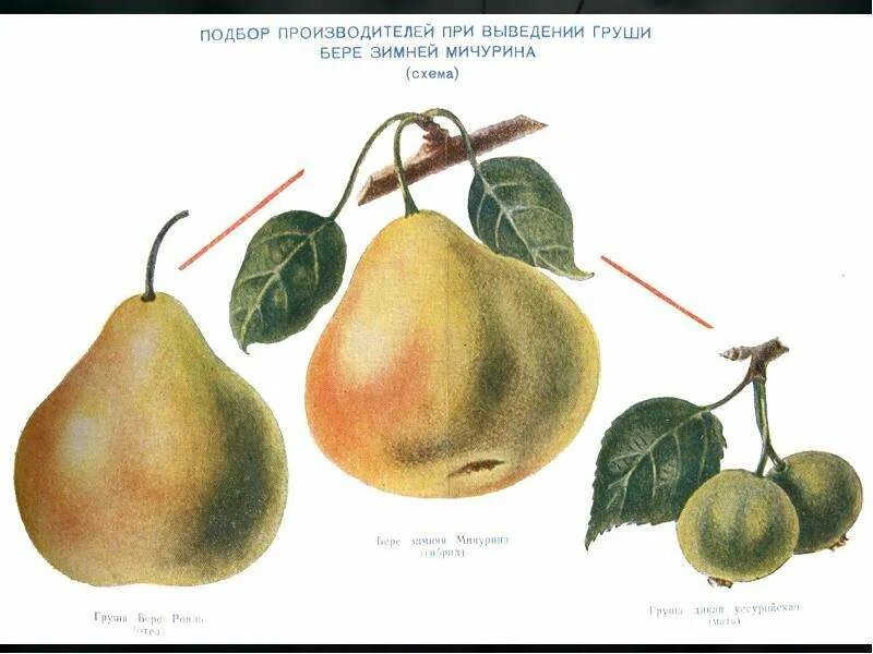 Методы селекции растений примеры тема 5.8 "селекция" План-конспект урока: Образовательная социальная сеть