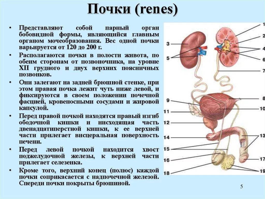 Железы печени и почек. Структура тела почки. Органы и части почечной системы.