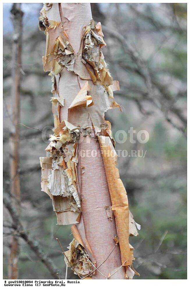 Береза ребристая – Betula costata. Береза Приморский край. Ребристая Дальневосточная береза. Приморская береза. Березка приморская