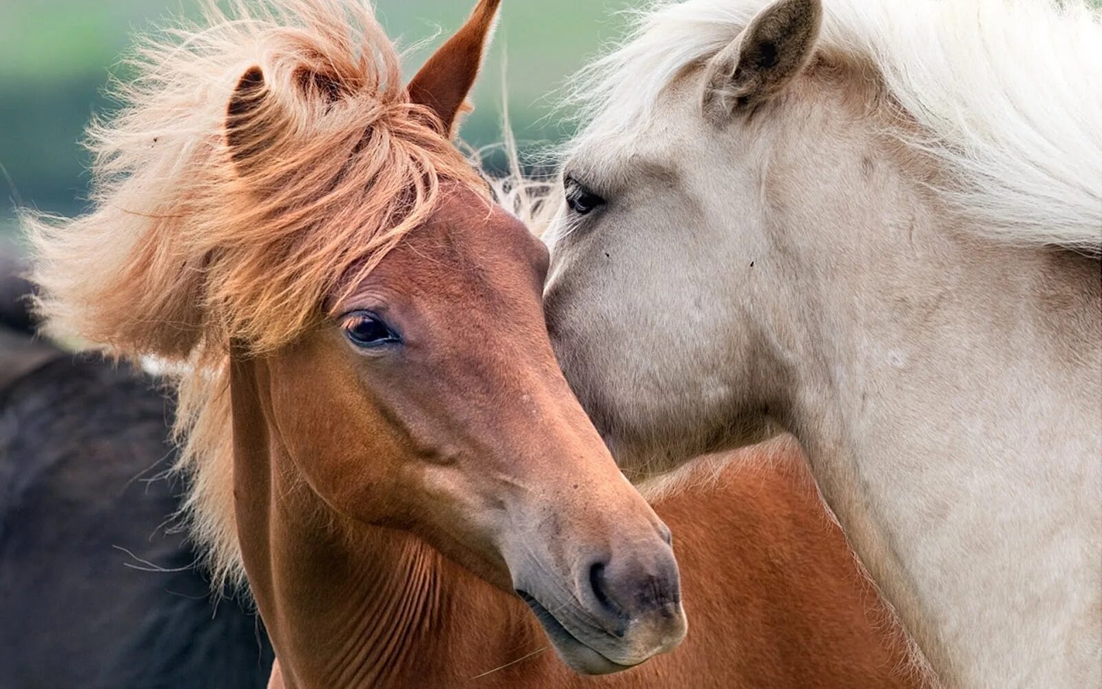 Две лошади. Лошади любовь. Пара лошадей. Влюбленная пара на лошадях. Two horse