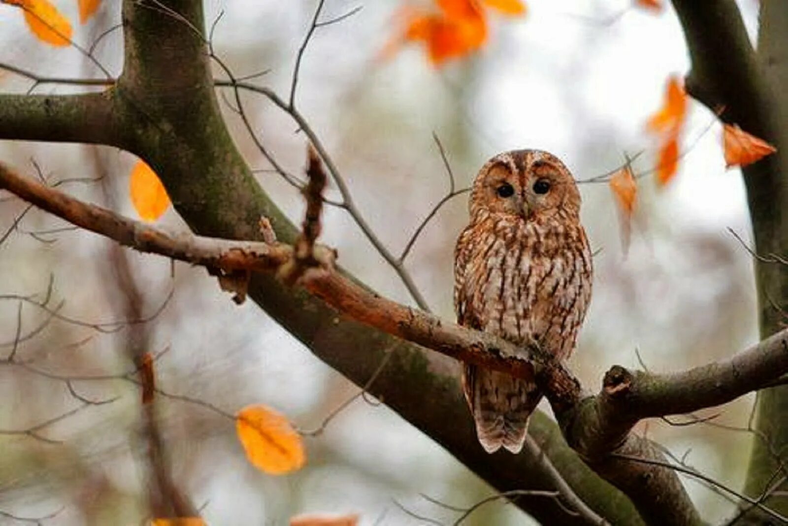 сова на дереве. птички на дереве осень. осень птицы. птицы осенью. птицы на дереве осенью.