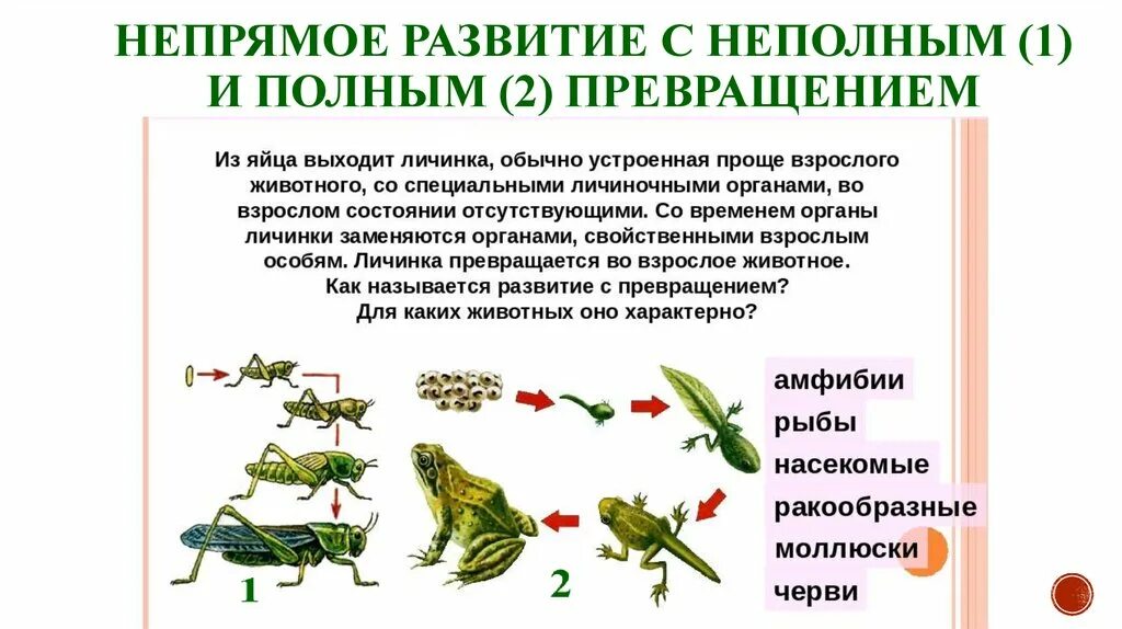 Стадии непрямого развития. Постэмбриональное развитие Непрямое с неполным метаморфозом. Прямое и Непрямое развитие полное и неполное превращение. Метаморфоз прямое и Непрямое развитие. Типы развития прямое и с метаморфозом.