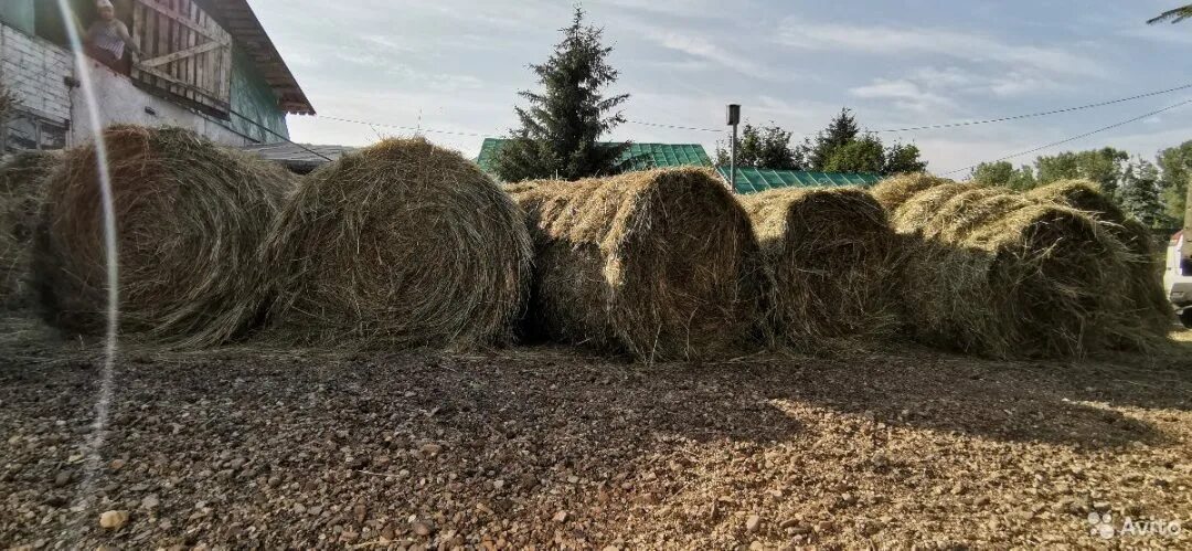 Тюк сена весит. Размер рулона сена. Рулон сена вес 250 кг. Масса рулона сена. Размер рулона сена 250.