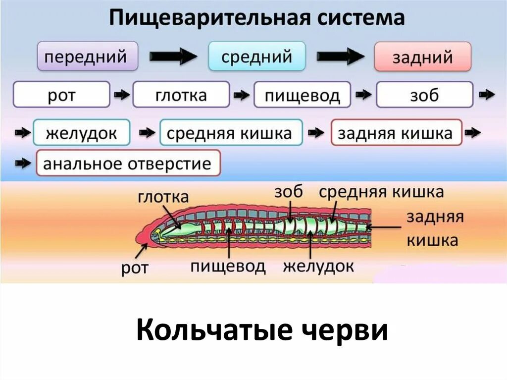 Пищеварительная система кольчатых червей схема. Пищеварительная система кольчатого червя. Строение органов пищеварения кольчатых червей. Кольчатые черви строение пищеварительной системы. Пищеварительная система органов кольчатых червей