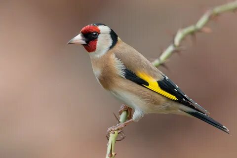 щегол, Щегол, Carduelis, Красноголовый, черноголовый, Черноголовый, птица, ...