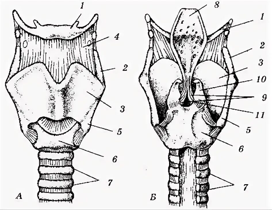 Хрящи гортани анатомия рис. Надгортанник и щитовидный хрящ. Строение гортани, хрящи гортани. Голосовые связки.. Зерновидный хрящ гортани.