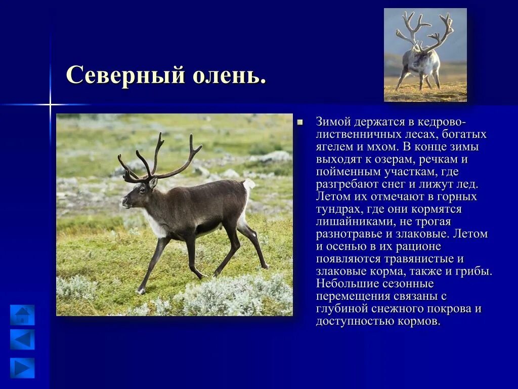 Олень условия обитания. Приспособление Северного оленя. Описание оленя. Северный олень описание. Место обитания Северного оленя.