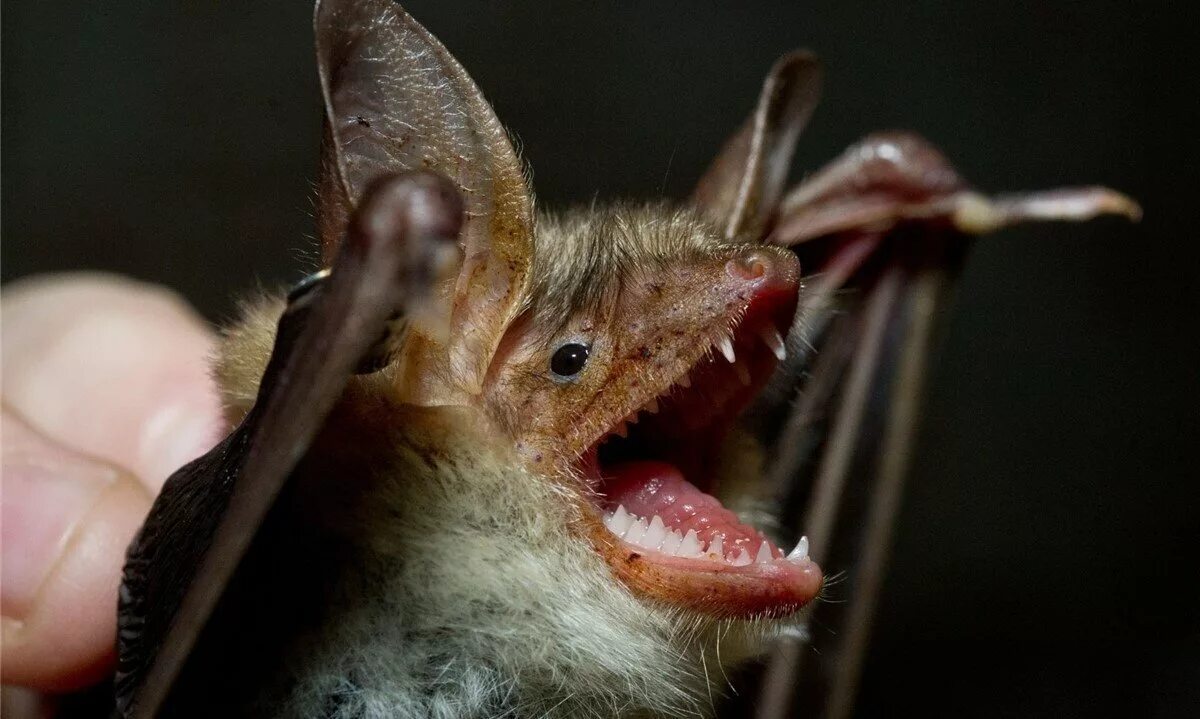 Кусаются ли мыши. Злая летучая мышь. Летучая мышь обыкновенная ночница. Летучая мышь вампир альбинос. Кусаются ли мыши.