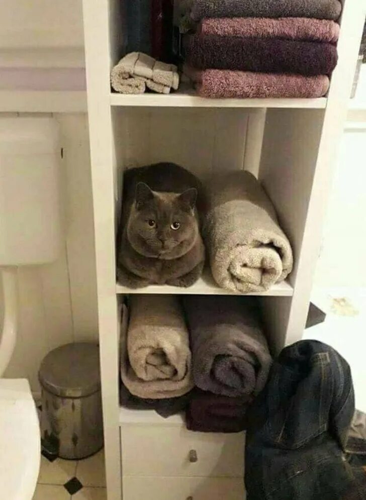 Полотенце мем. Кот в шкафу. Кошка на шкафу. Кот спрятался в шкафу. Котик в шкафу.