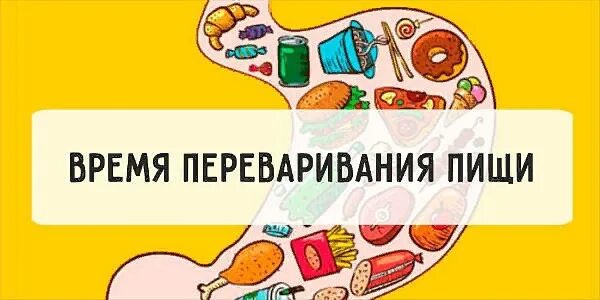 Главное отделение внутренней кухни. Сколько переваривается еда. Сколько времени переваривается. Сколько переваривается еда. Как вода переваривается в желудке.