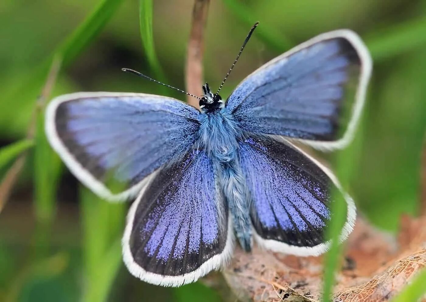 Бабочки живут всего. Бабочка голубянка Аргус. Голубянка Аргус plebejus Argus. Голубянка Икар куколка. Голубянка Торфяная бабочка.