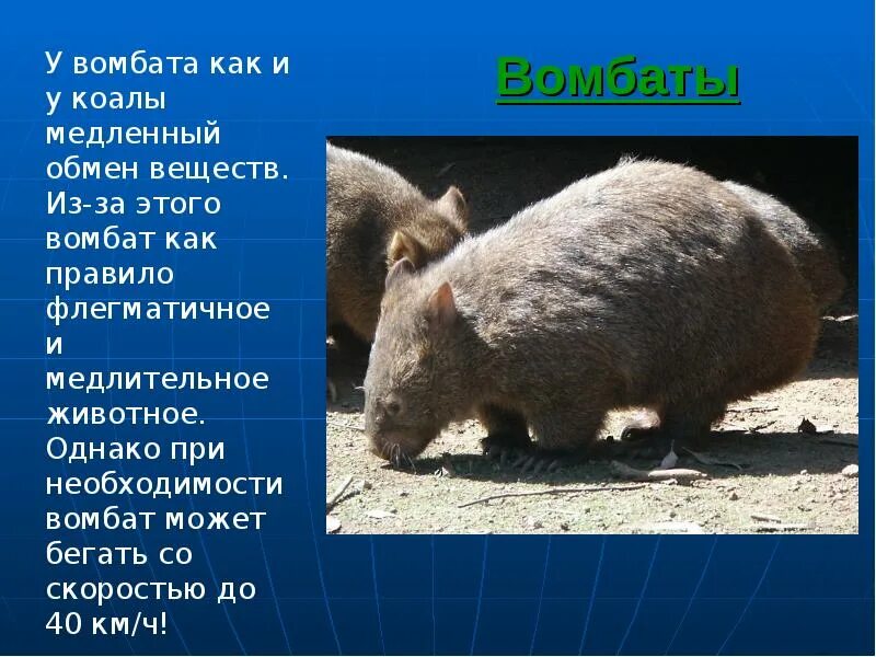 Wombat перевод. Вомбат. Вомбат сообщение. Животное вомбат сообщение. Вомбат доклад.