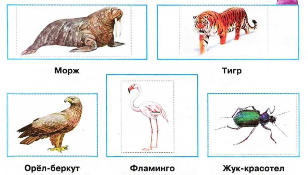 Животные Sutori