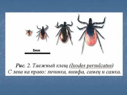 Таежный клещ переносчик возбудителя