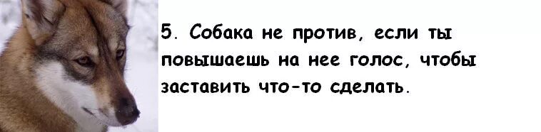 Как уговорить маму чтобы она купила. Почему мама не разрешает завести собаку. Собака вместо жены. Как заставить родителей купить собаку. Как убедить родителей завести собаку.