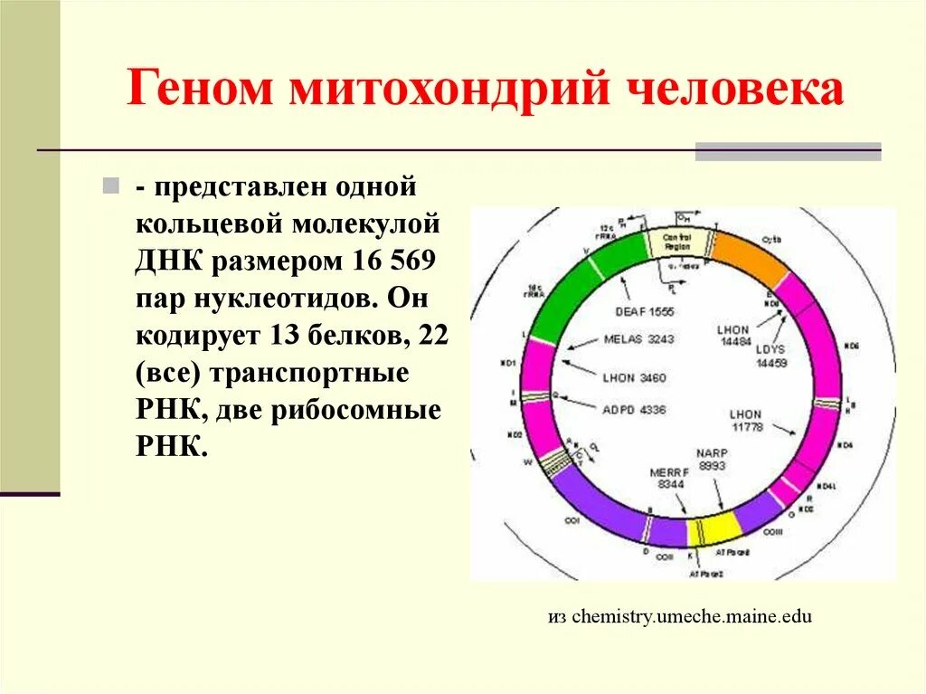 Кольцевая хромосома в митохондриях. Структура митохондриального генома. Строение митохондриальной ДНК. Строение митохондриальной ДНК человека. Митохондриальная ДНК растений.