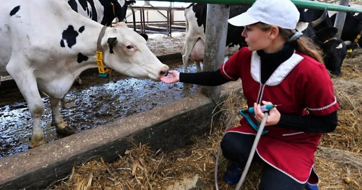 труд животноводов. животновод для детей. труд животноводов. ветеринария сельскохозяйственных животных. мордовский бекон ковылкино.