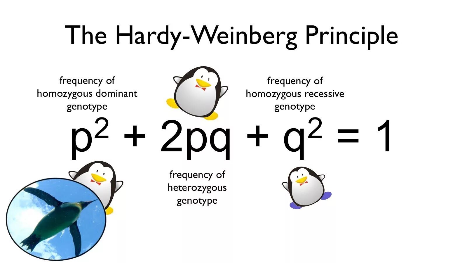 Хайди вайнберг. Харди Вайберг. Hardy Weinberg principle. The Hardy-Weinberg Law. Харди-Вайнберг заңы.