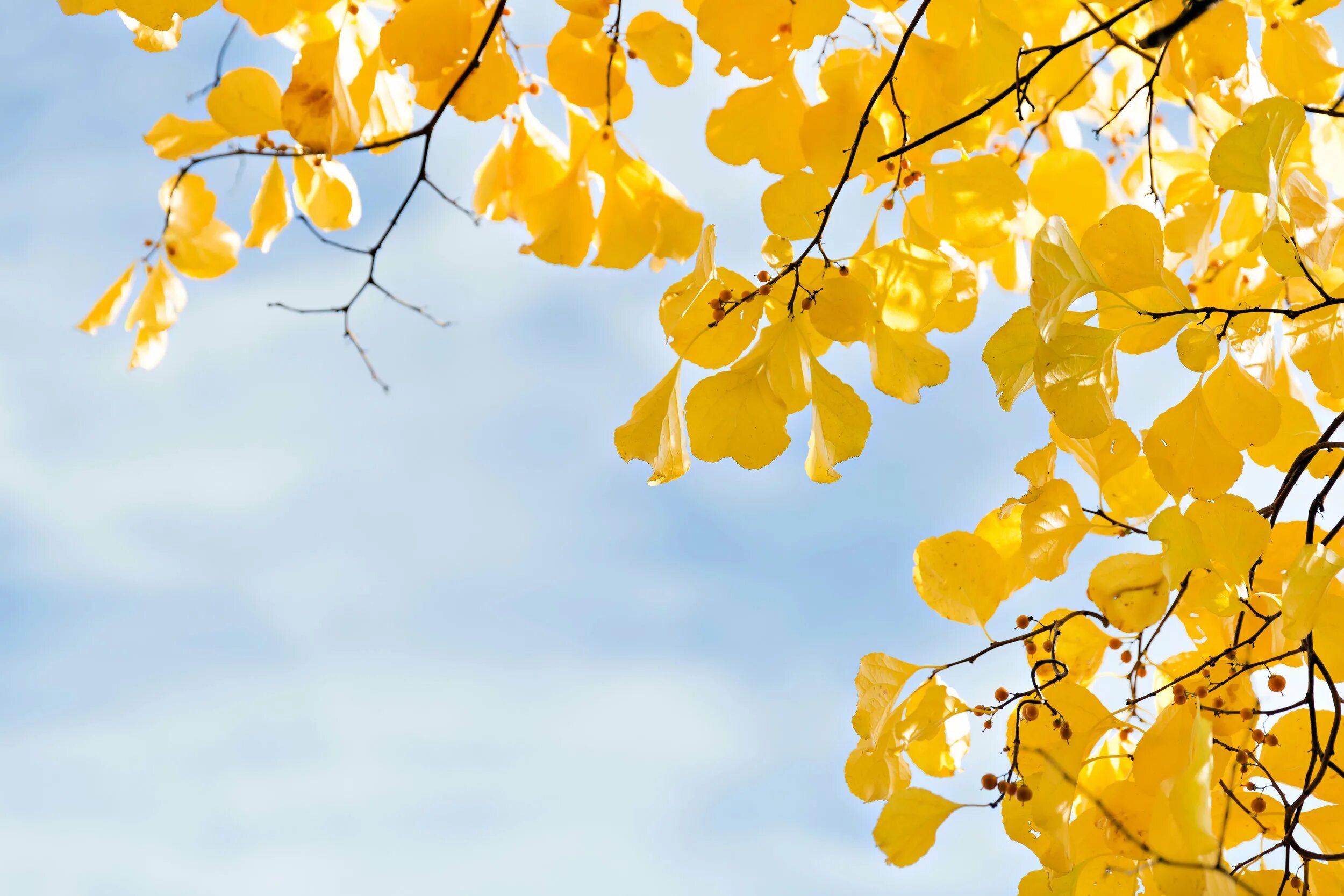 Книга желтый лист. Желтые листья голубое небо. Желтая листва голубое небо. Желтые листья на фоне синего неба. Осенние листики на голубом небе.