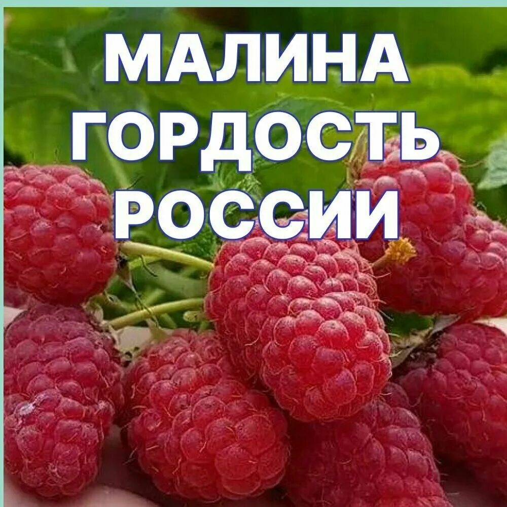 Малина гордость россии отзывы садоводов. Малина гордость России. Малина гордость России описание. Малина сорт гордость России описание сорта фото отзывы. Малина гордость России фото.