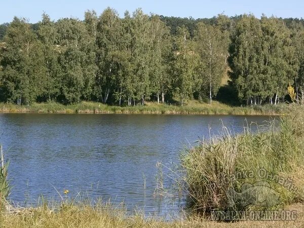 Белые пруды нижегородская область. Ваш любимый пруд. Гольяновский пруд 1984. Пруд любаровка. Чистые пруды нижегородская область суроватиха.