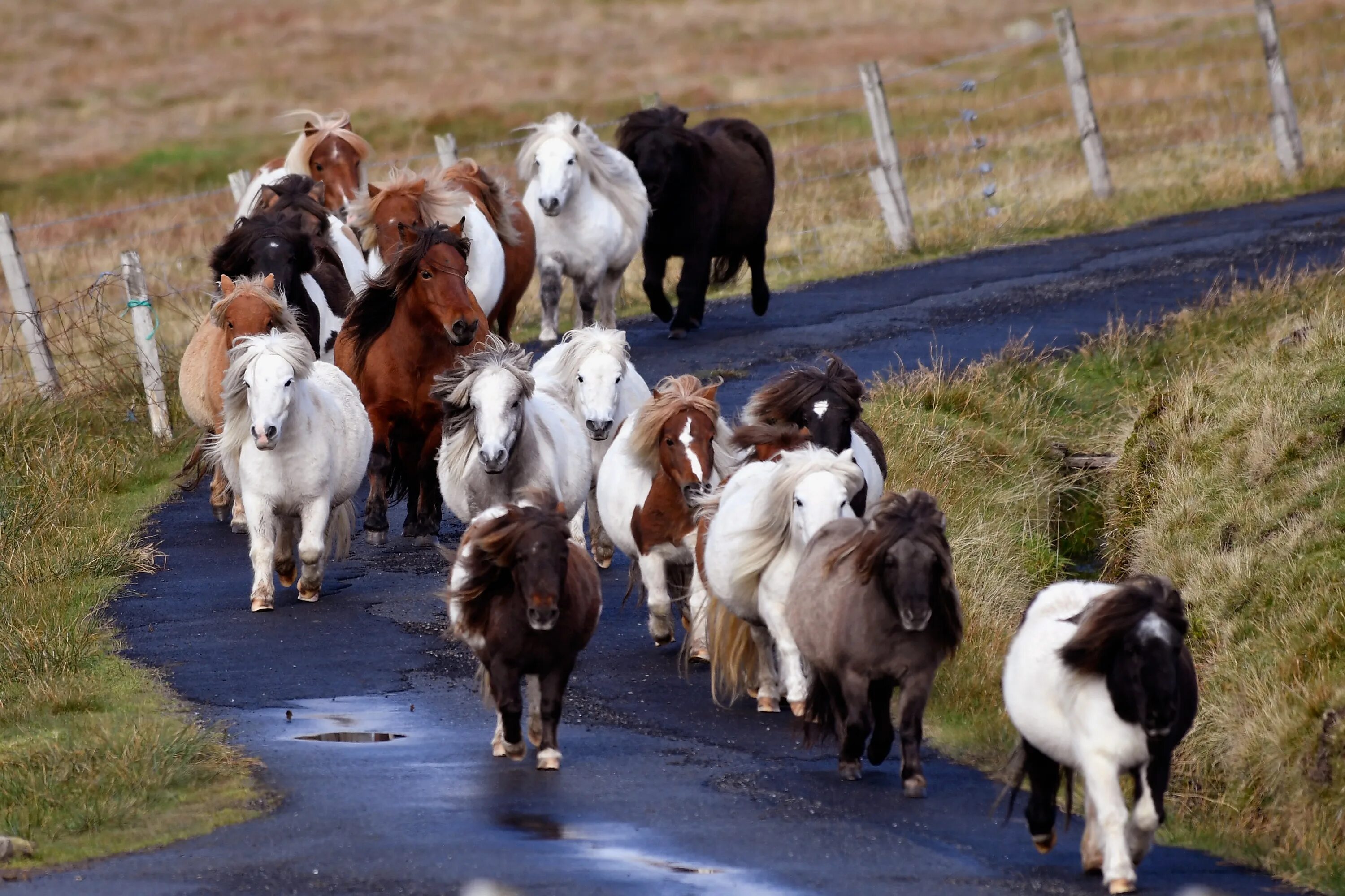 Животные которые много живут. Шетландские пони острова. Шетланд пони. Стадо пони. Пони фото.