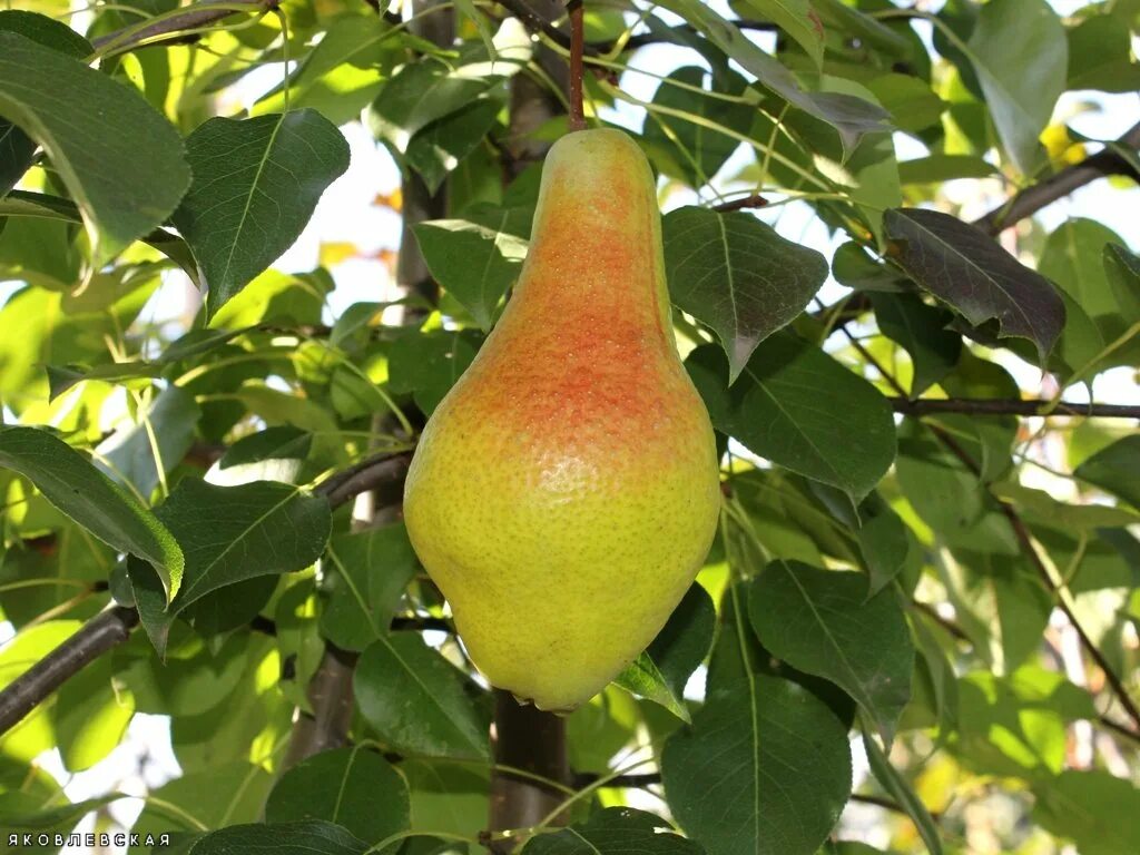Сорт груши чудесница. Груша яковлевская. Груша яковлевская. Груша яковлевская. Груша дюшес колоновидная.