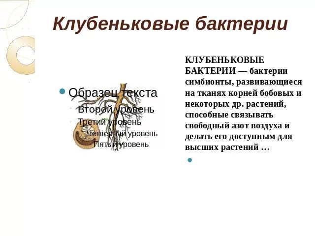 Клубеньковые симбиотические бактерии. Клубеньковые бактерии 5 класс биология. Взаимодействие клубеньковых бактерий. 5 клубеньковые бактерии. Клубеньковые бактерии это в биологии.
