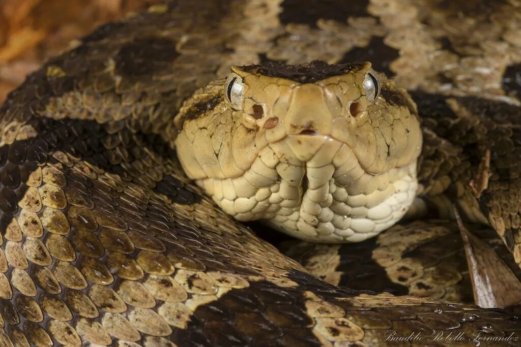 Змей ботропсов. BOTHROPS insularis. Ботропс Аспер. Мартиникский ботропс. Копьеголовая гадюка.