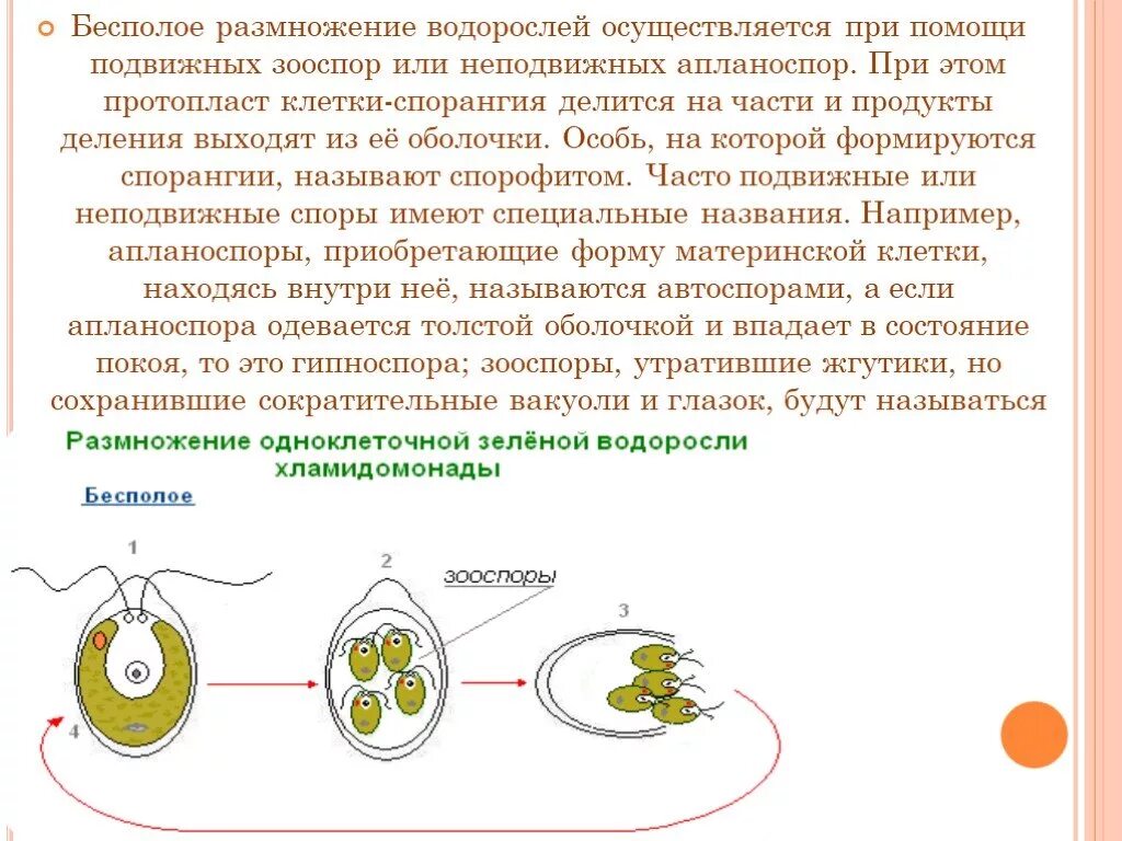 Какие водоросли размножаются. Размножение водорослей 7 класс. Бесполое размножение водорослей. Бесполое размножение водорослей осуществляется. Бесполое размножение осуществляется при помощи.