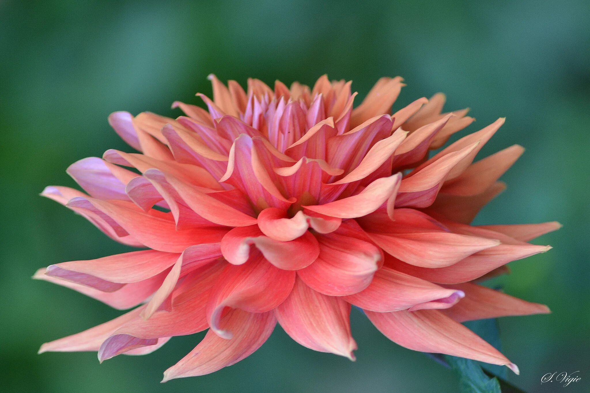 георгины все звуки звонкие