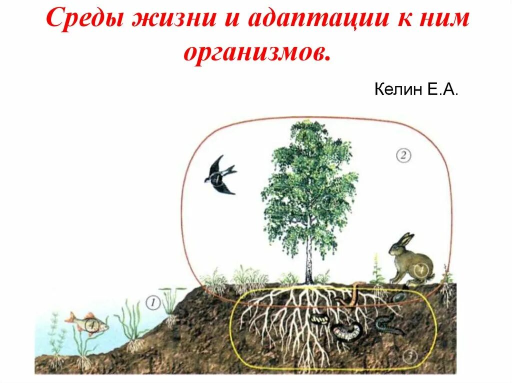 Среды жизни. Среды жизни растений. Среды жизни и адаптации к ним. Среды жизни биология.