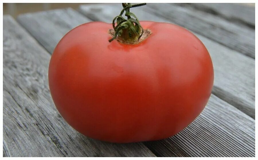 томат сиреневое озеро. сорт помидор сиреневое озеро. томат сиреневое озеро. томат лиловый гигант.