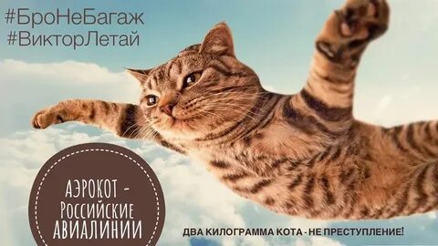 2 кг кота